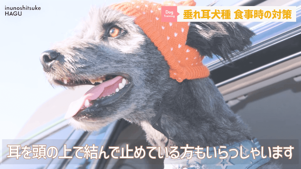 わんちゃんのあるある行動…その対策法をトレーナーが解説します！