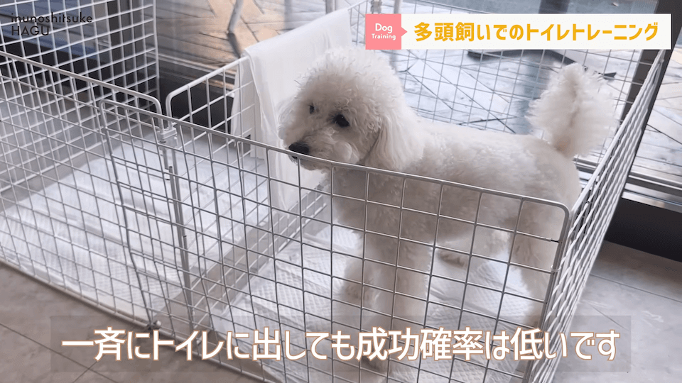 どうすればいい？！多頭飼いのトイレトレーニング方法を解説！
