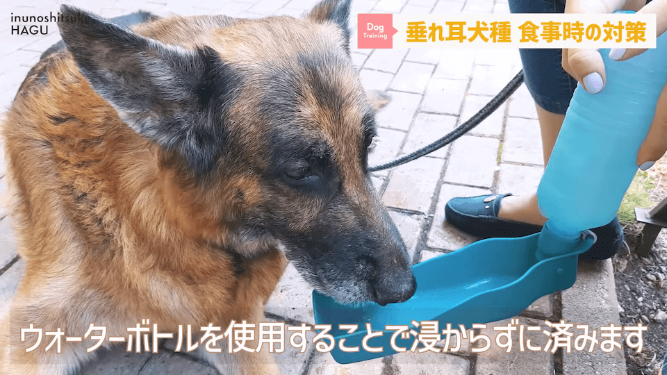わんちゃんのあるある行動…その対策法をトレーナーが解説します！