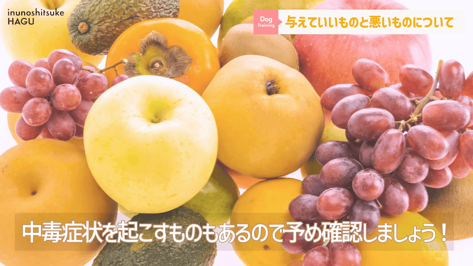 ワンちゃんに甘いものって大丈夫？「〇〇」には注意が必要です！