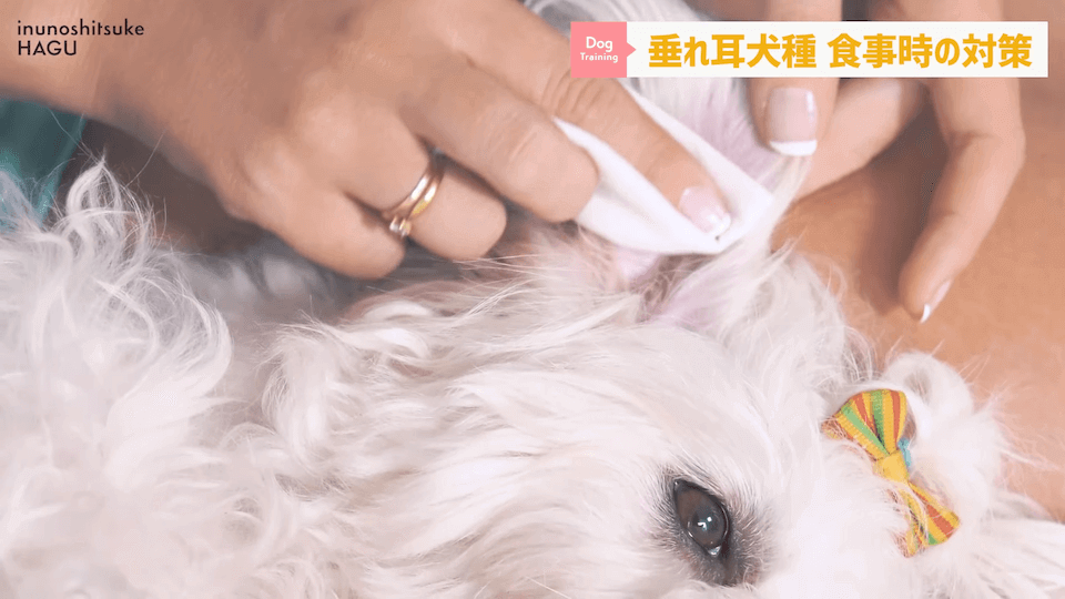 わんちゃんのあるある行動…その対策法をトレーナーが解説します！