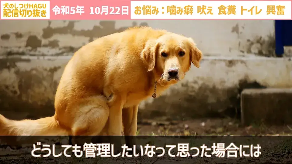 【切り抜き】興奮して吠え＆噛み癖！そしてトイレと食糞についてのご相談に回答！