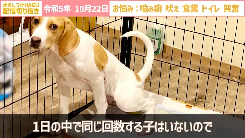 【切り抜き】興奮して吠え＆噛み癖！そしてトイレと食糞についてのご相談に回答！