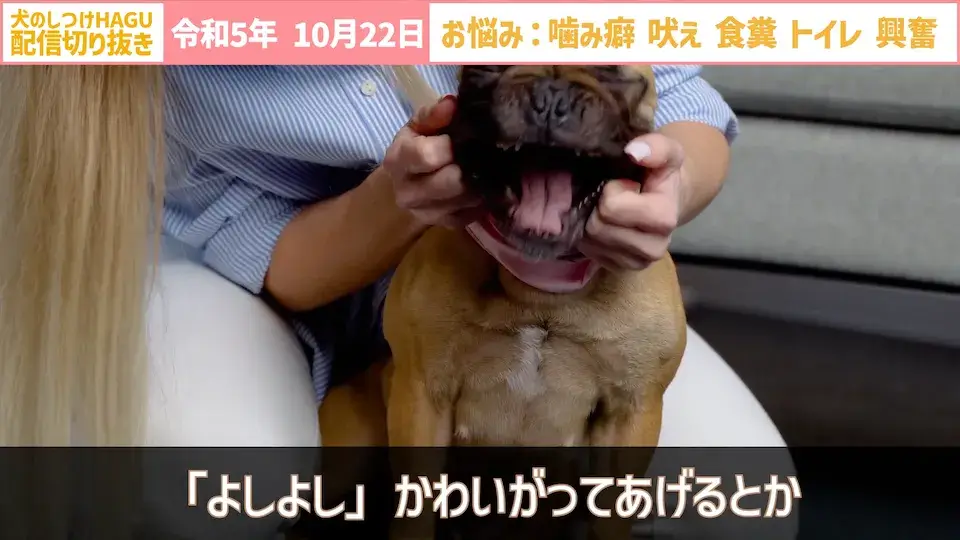 【切り抜き】興奮して吠え＆噛み癖！そしてトイレと食糞についてのご相談に回答！