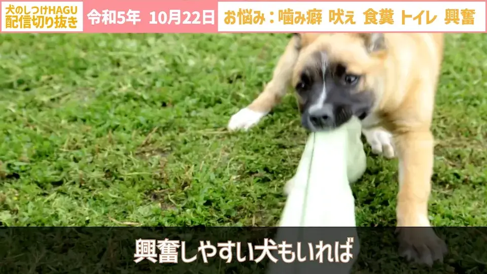【切り抜き】興奮して吠え＆噛み癖！そしてトイレと食糞についてのご相談に回答！