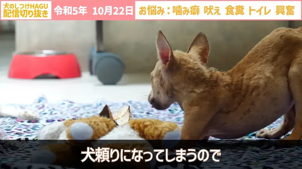 【切り抜き】興奮して吠え＆噛み癖！そしてトイレと食糞についてのご相談に回答！