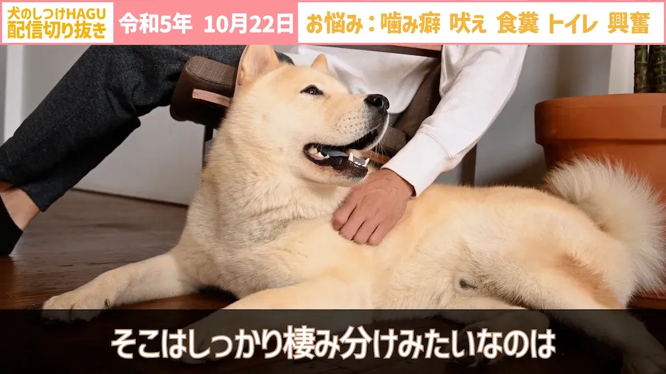 【切り抜き】興奮して吠え＆噛み癖！そしてトイレと食糞についてのご相談に回答！