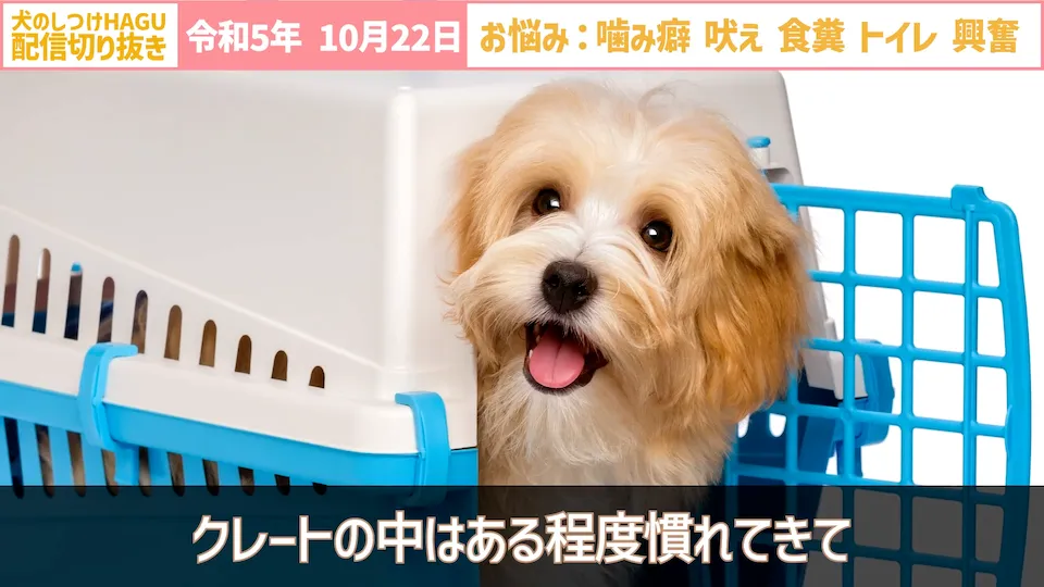 【切り抜き】興奮して吠え＆噛み癖！そしてトイレと食糞についてのご相談に回答！