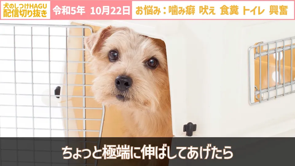 【切り抜き】興奮して吠え＆噛み癖！そしてトイレと食糞についてのご相談に回答！
