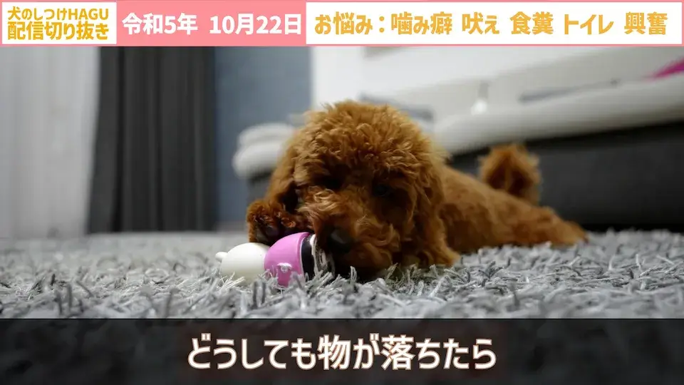 【切り抜き】興奮して吠え＆噛み癖！そしてトイレと食糞についてのご相談に回答！