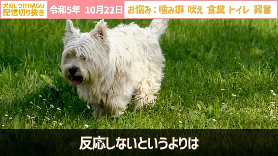 【切り抜き】興奮して吠え＆噛み癖！そしてトイレと食糞についてのご相談に回答！
