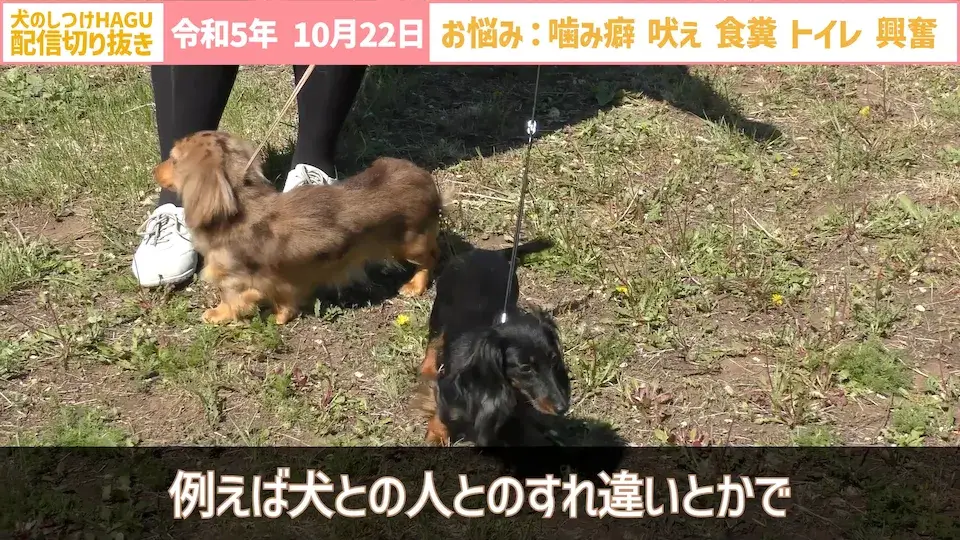 【切り抜き】興奮して吠え＆噛み癖！そしてトイレと食糞についてのご相談に回答！
