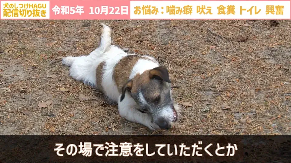 【切り抜き】興奮して吠え＆噛み癖！そしてトイレと食糞についてのご相談に回答！