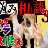 愛犬の 吠え・脱臼・トイレの悩みについてプロトレーナーが回答！