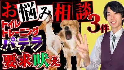 愛犬の 吠え・脱臼・トイレの悩みについてプロトレーナーが回答！