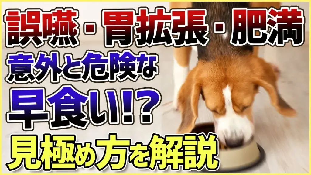 フードを速攻で完食！これって早食い？ワンちゃんの早食いについて解説！