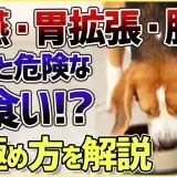 フードを速攻で完食！これって早食い？ワンちゃんの早食いについて解説！