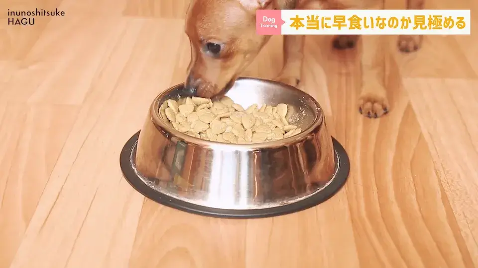 フードを速攻で完食！これって早食い？ワンちゃんの早食いについて解説！