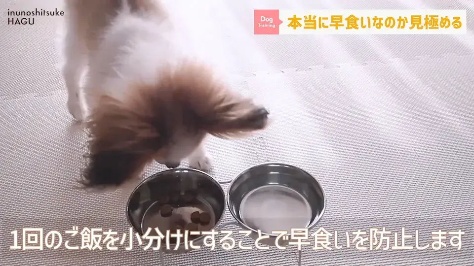 フードを速攻で完食！これって早食い？ワンちゃんの早食いについて解説！