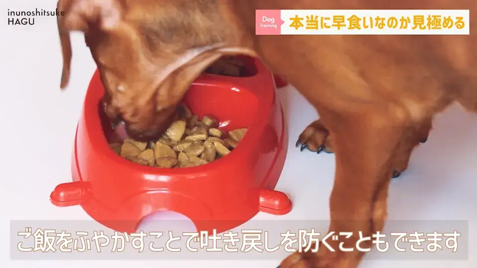 フードを速攻で完食！これって早食い？ワンちゃんの早食いについて解説！