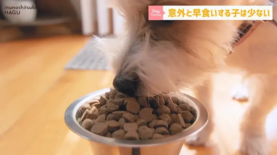 フードを速攻で完食！これって早食い？ワンちゃんの早食いについて解説！