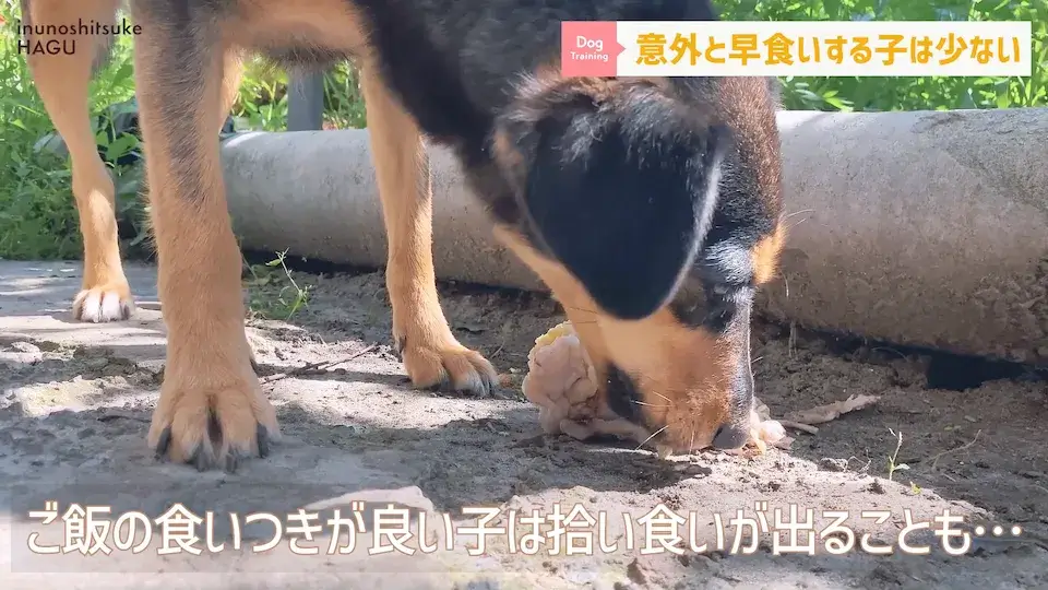 フードを速攻で完食！これって早食い？ワンちゃんの早食いについて解説！