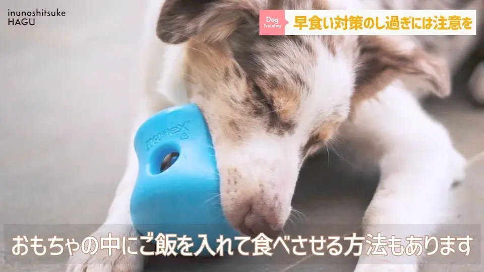 フードを速攻で完食！これって早食い？ワンちゃんの早食いについて解説！