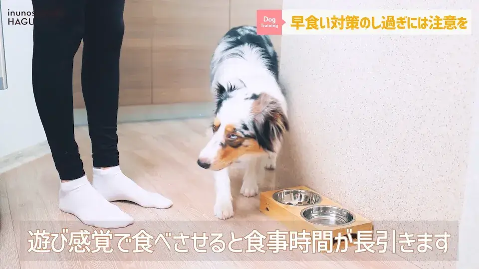 フードを速攻で完食！これって早食い？ワンちゃんの早食いについて解説！