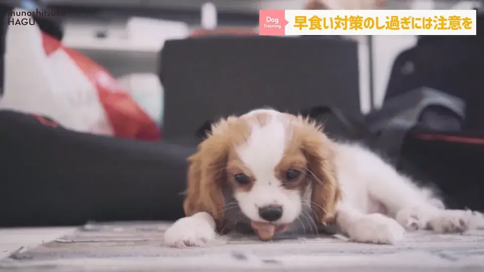 フードを速攻で完食！これって早食い？ワンちゃんの早食いについて解説！