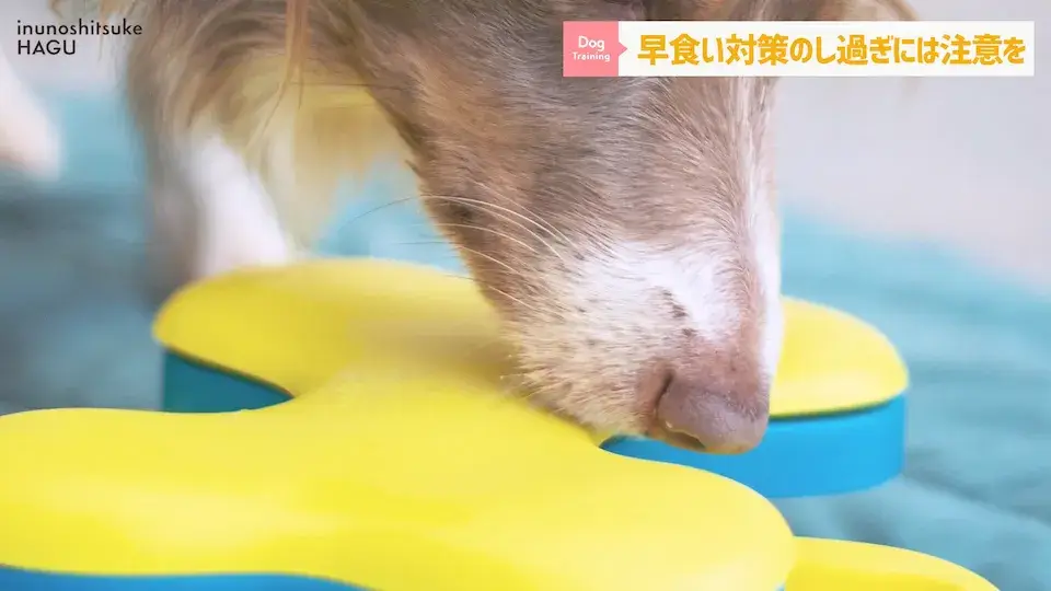 フードを速攻で完食！これって早食い？ワンちゃんの早食いについて解説！