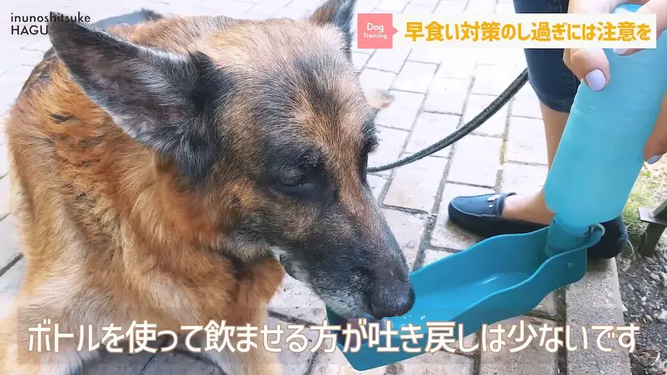 フードを速攻で完食！これって早食い？ワンちゃんの早食いについて解説！