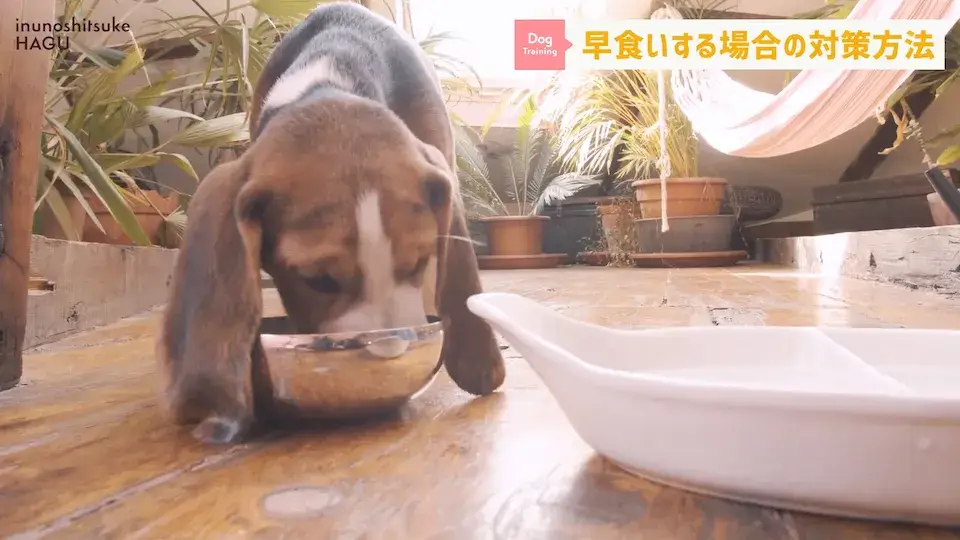 フードを速攻で完食！これって早食い？ワンちゃんの早食いについて解説！