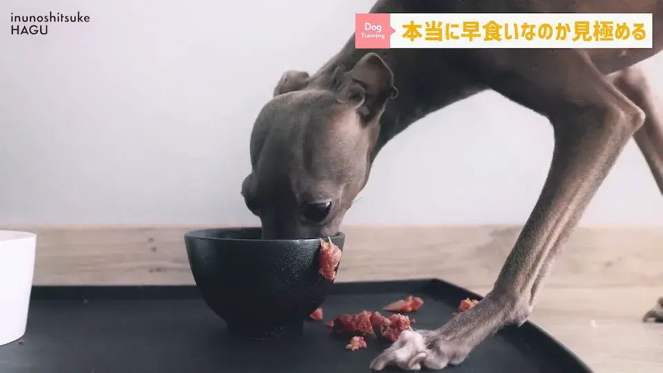 フードを速攻で完食！これって早食い？ワンちゃんの早食いについて解説！
