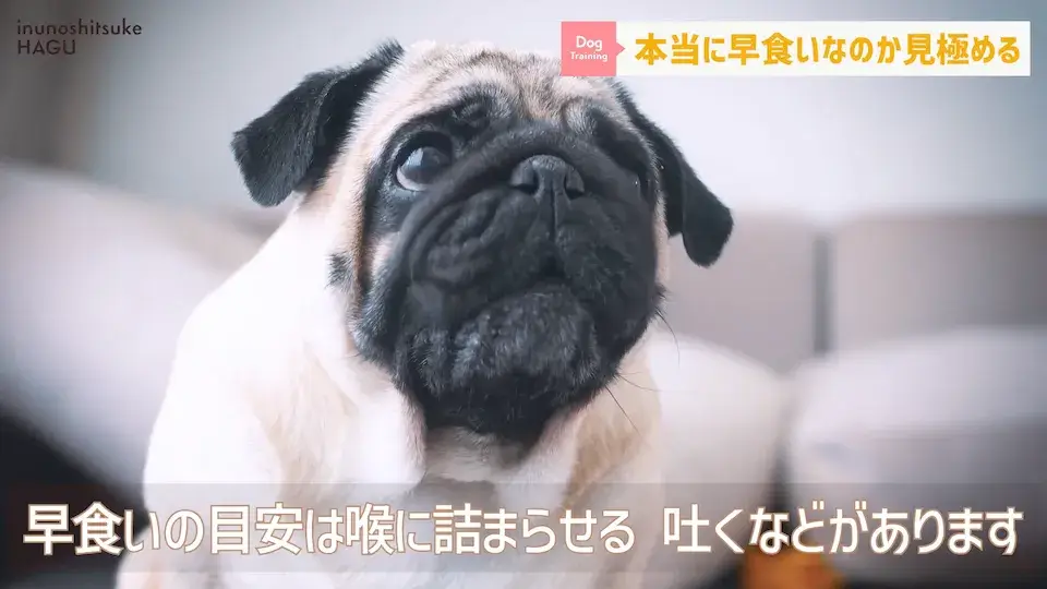 フードを速攻で完食！これって早食い？ワンちゃんの早食いについて解説！