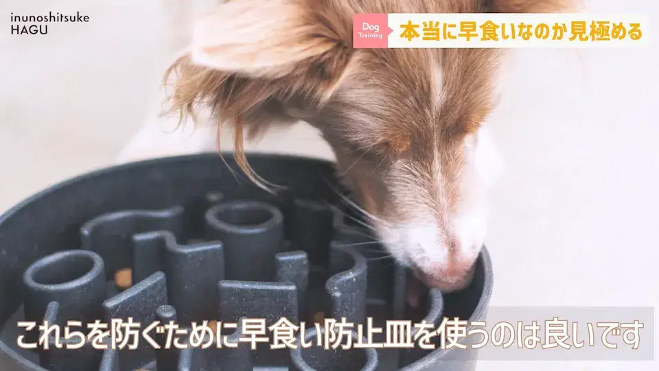 フードを速攻で完食！これって早食い？ワンちゃんの早食いについて解説！