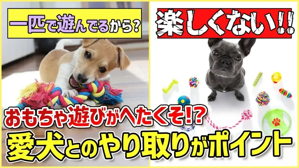 おもちゃ遊びがへたくそなワンちゃん…その原因をトレーナーが解説!