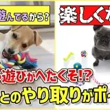 おもちゃ遊びがへたくそなワンちゃん…その原因をトレーナーが解説！