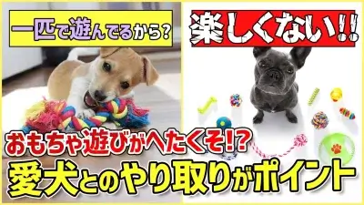おもちゃ遊びがへたくそなワンちゃん…その原因をトレーナーが解説！