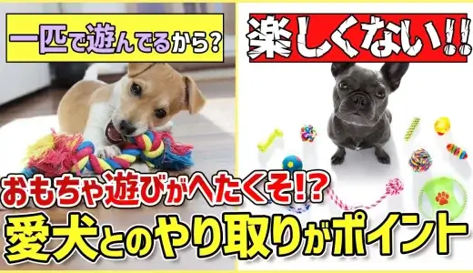 おもちゃ遊びがへたくそなワンちゃん…その原因をトレーナーが解説！
