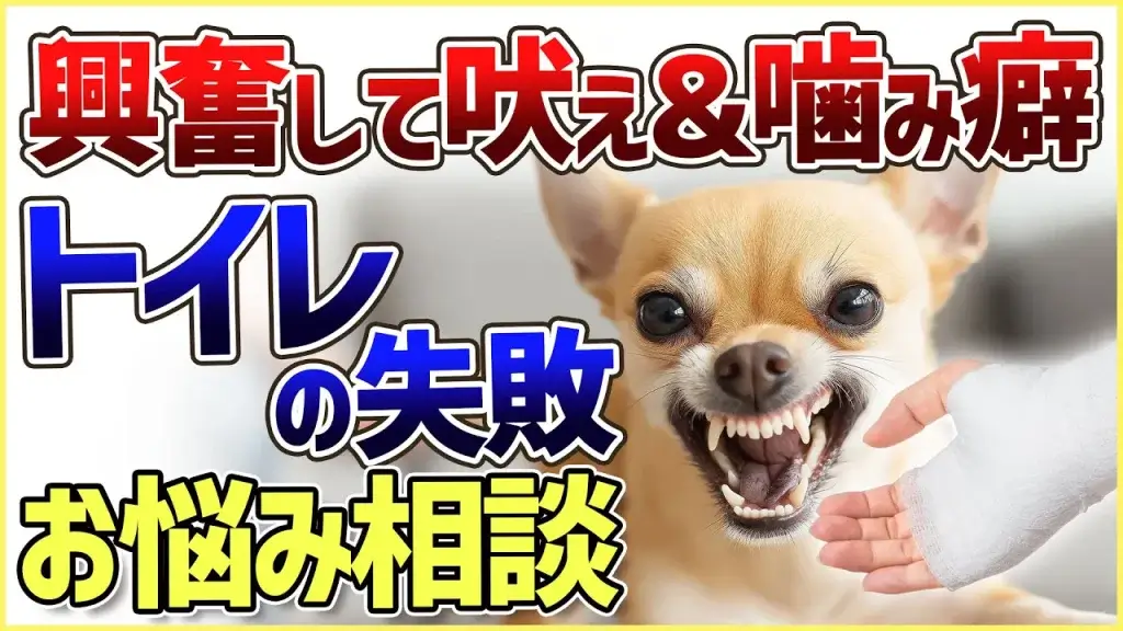【切り抜き】興奮して吠え＆噛み癖！そしてトイレと食糞についてのご相談に回答！