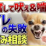 【切り抜き】興奮して吠え＆噛み癖！そしてトイレと食糞についてのご相談に回答！