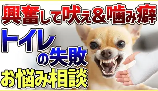 【切り抜き】興奮して吠え＆噛み癖！そしてトイレと食糞についてのご相談に回答！