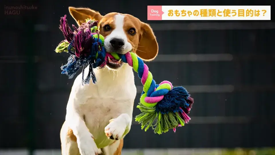 おもちゃ遊びがへたくそなワンちゃん…その原因をトレーナーが解説！