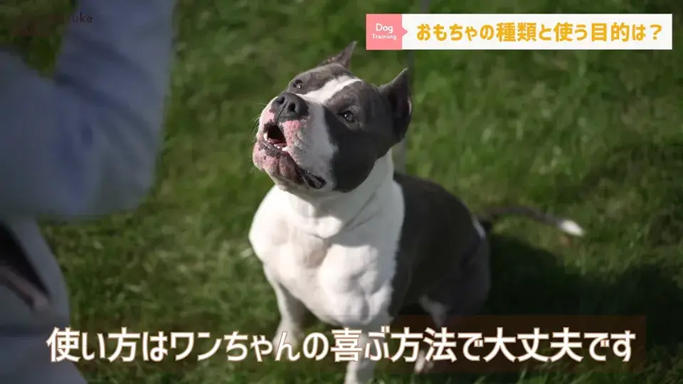 おもちゃ遊びがへたくそなワンちゃん…その原因をトレーナーが解説！