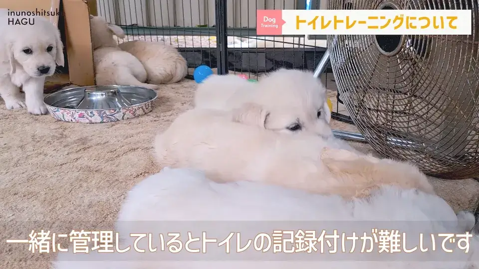 多頭飼い 要求吠え パテラ 愛犬の吠え・脱臼・トイレの悩みについてプロトレーナーが回答！