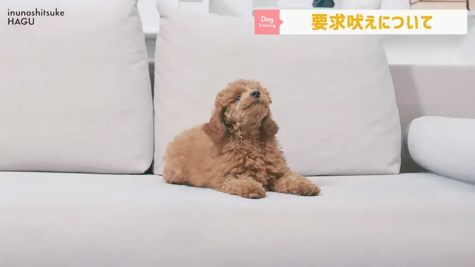 多頭飼い 要求吠え パテラ 愛犬の吠え・脱臼・トイレの悩みについてプロトレーナーが回答！