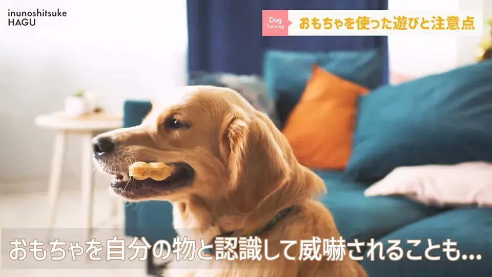 おもちゃ遊びがへたくそなワンちゃん…その原因をトレーナーが解説！