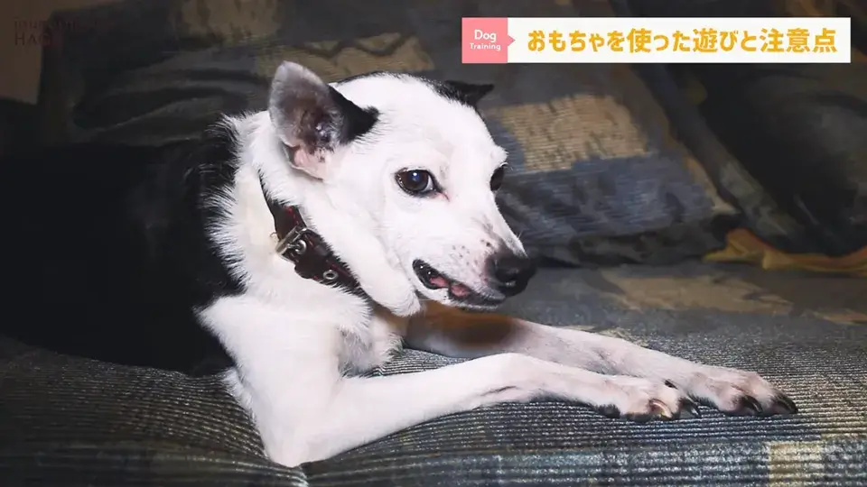 おもちゃ遊びがへたくそなワンちゃん…その原因をトレーナーが解説！