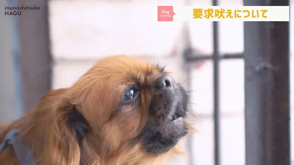 多頭飼い 要求吠え パテラ 愛犬の吠え・脱臼・トイレの悩みについてプロトレーナーが回答！