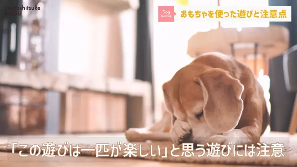 おもちゃ遊びがへたくそなワンちゃん…その原因をトレーナーが解説！
